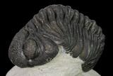 Pedinopariops Trilobite - Mrakib, Morocco #138088-6